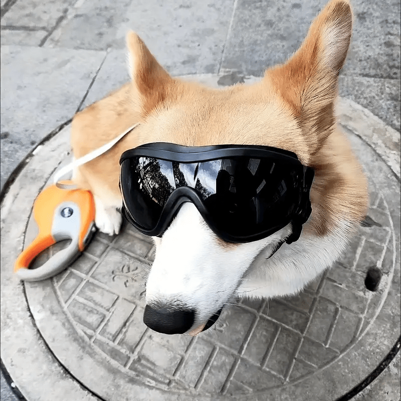Adventure Pup Goggles – UV & Wind Protection for Happy, Confident Zoomies