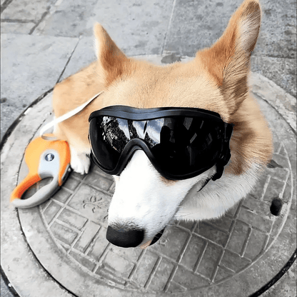 Adventure Pup Goggles – UV & Wind Protection for Happy, Confident Zoomies