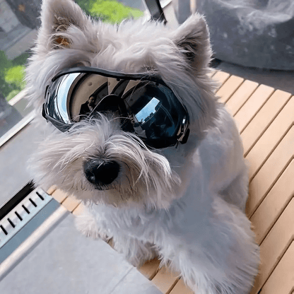 Adventure Pup Goggles – UV & Wind Protection for Happy, Confident Zoomies