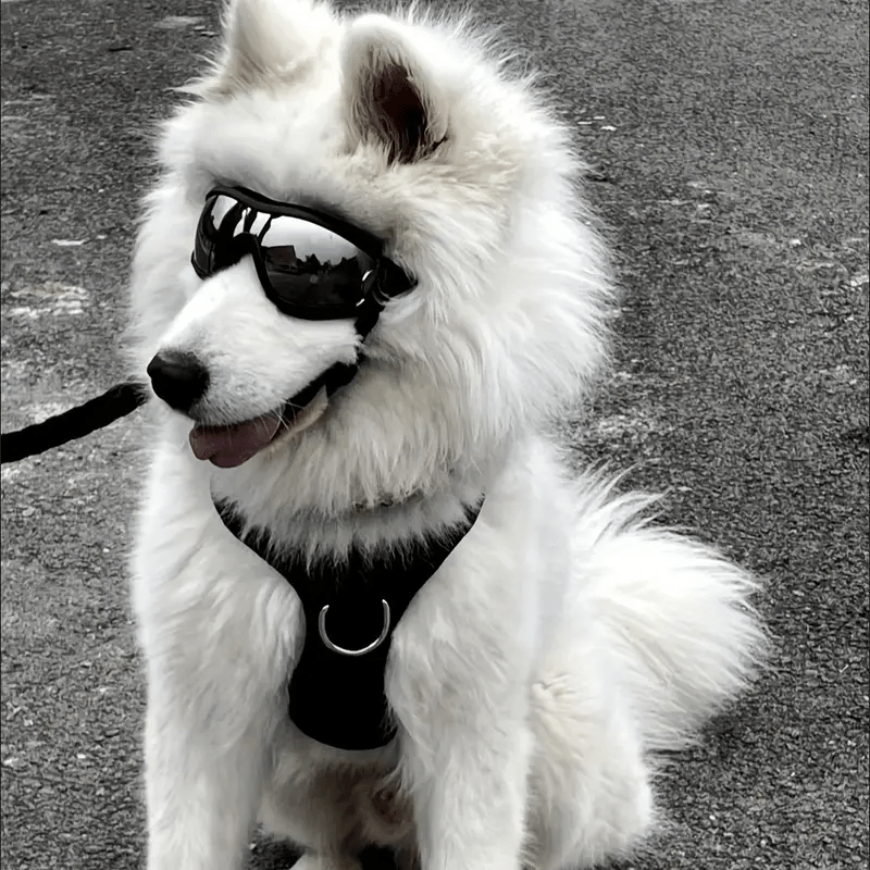 Adventure Pup Goggles – UV & Wind Protection for Happy, Confident Zoomies