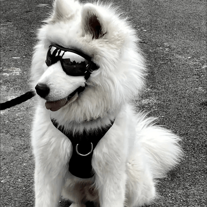 Adventure Pup Goggles – UV & Wind Protection for Happy, Confident Zoomies
