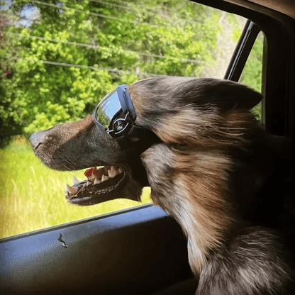 Adventure Pup Goggles – UV & Wind Protection for Happy, Confident Zoomies