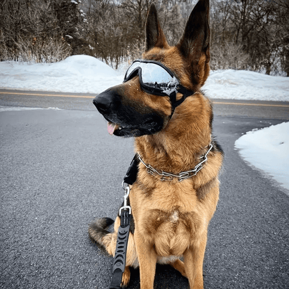 Adventure Pup Goggles – UV & Wind Protection for Happy, Confident Zoomies