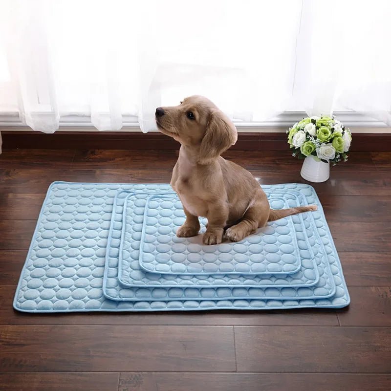 Zoomie Tales Cool Paws
