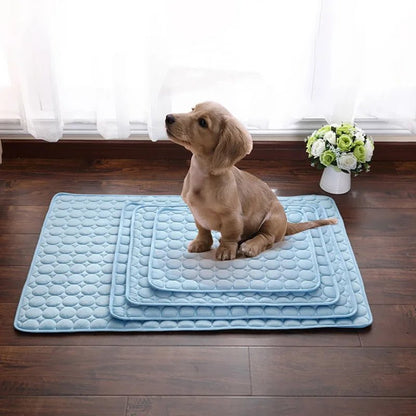 Zoomie Tales Cool Paws