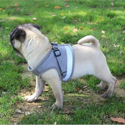 Zoomie Tales Easy Walk