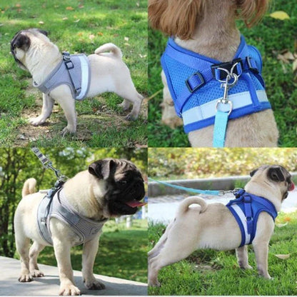 Zoomie Tales Easy Walk